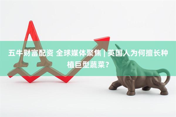 五牛财富配资 全球媒体聚焦 | 英国人为何擅长种植巨型蔬菜？